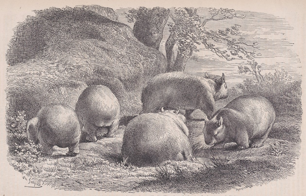 The Wombat, Le Magasin Pittoresquesta, n. 1852. tekijältä Charles Emile Jacque