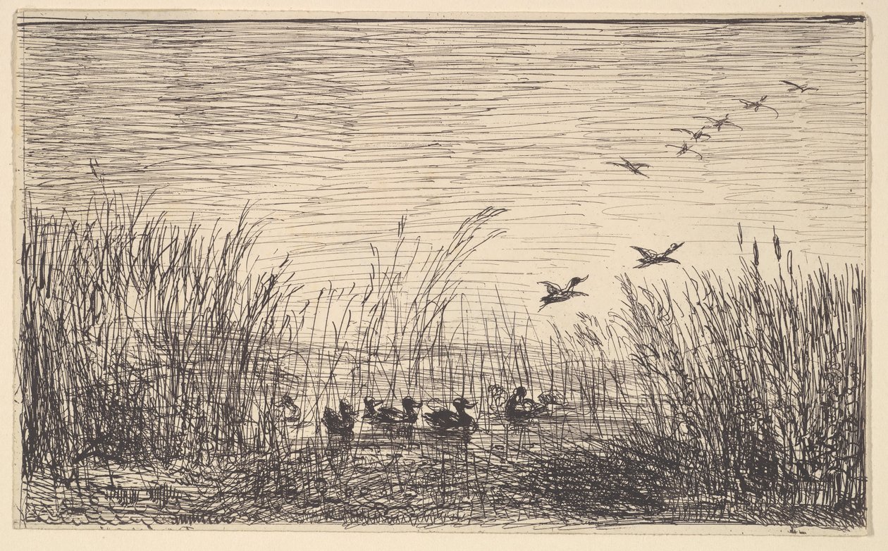 Ducks in the Marshes, [1862], uusintapainos 1921. tekijältä Charles Francois Daubigny