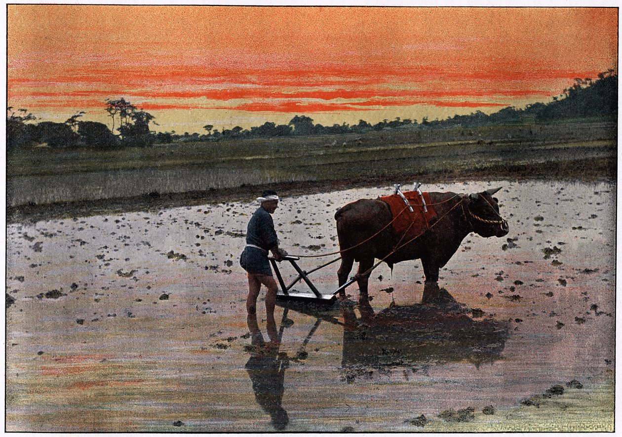 Riisiviljelmän valmistelu Japanissa, c1890 tekijältä Charles Gillot