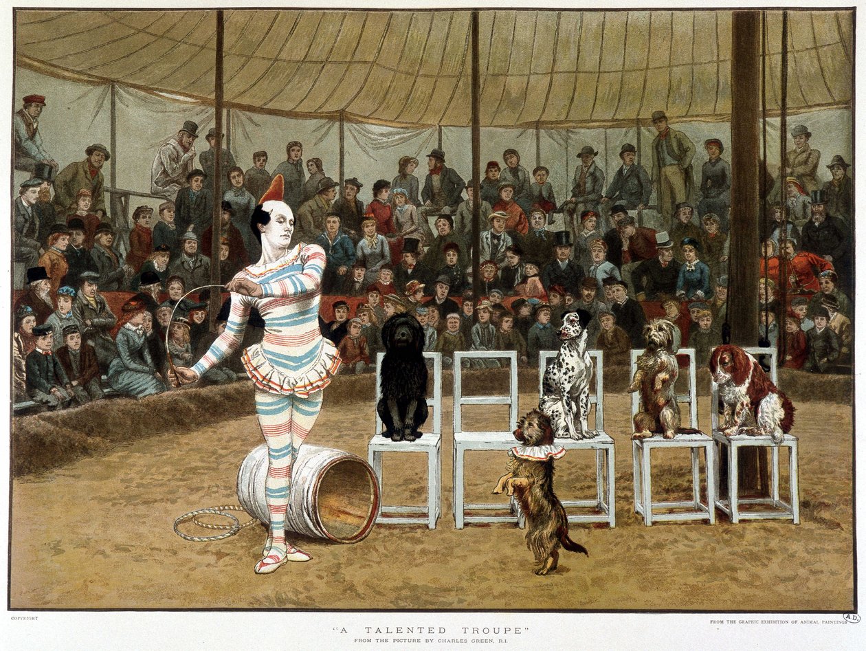 Oppitut koirat: sirkuskohtaus klovnin ja koirien kanssa - Charles Greenin mukaan, Englanti kromo 1885. ¿Oppineet koirat: sirkuskohtaus klovnin ja koirien kanssa - Charles Greenin mukaan, englantilainen kromo 1885. ¿ tekijältä Charles Green