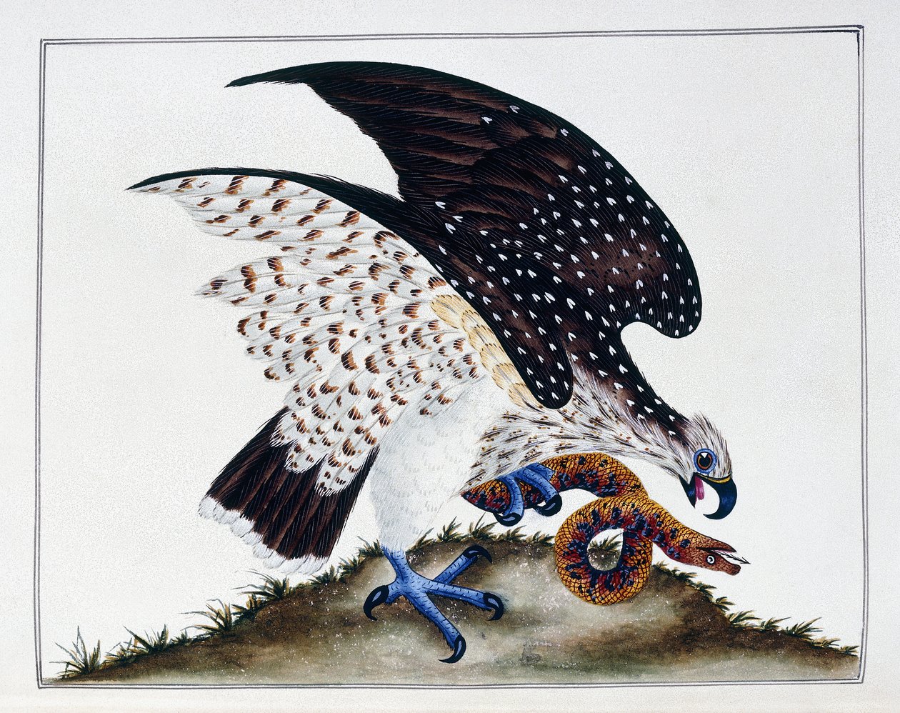 Petolintu ja käärme, 1808-21 tekijältä Charles Hayes