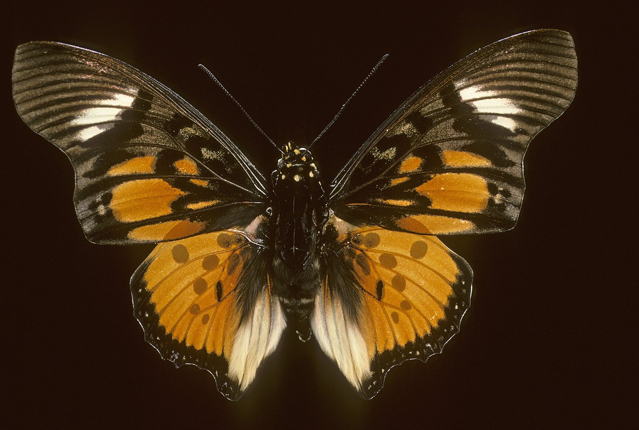 Acraeoids charaxes tekijältä Augustus Kollner