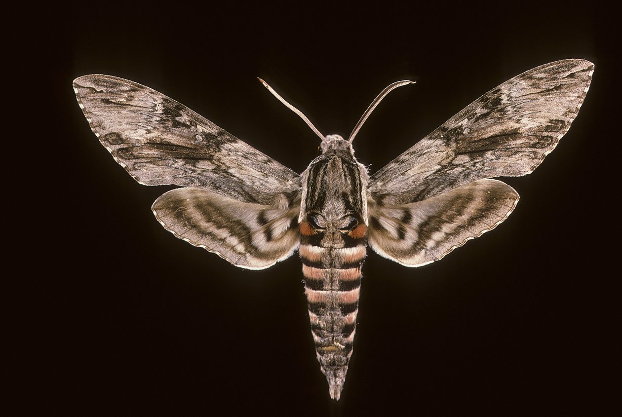 Agrius convolvuli / Bedding Sfinksi / Uros tekijältä Augustus Kollner