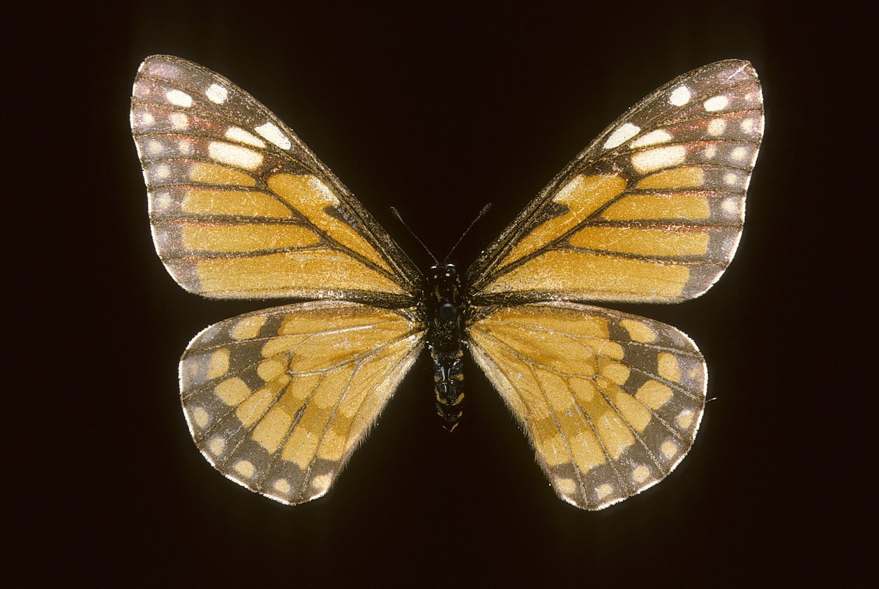 Baronia brevicornis tekijältä Augustus Kollner