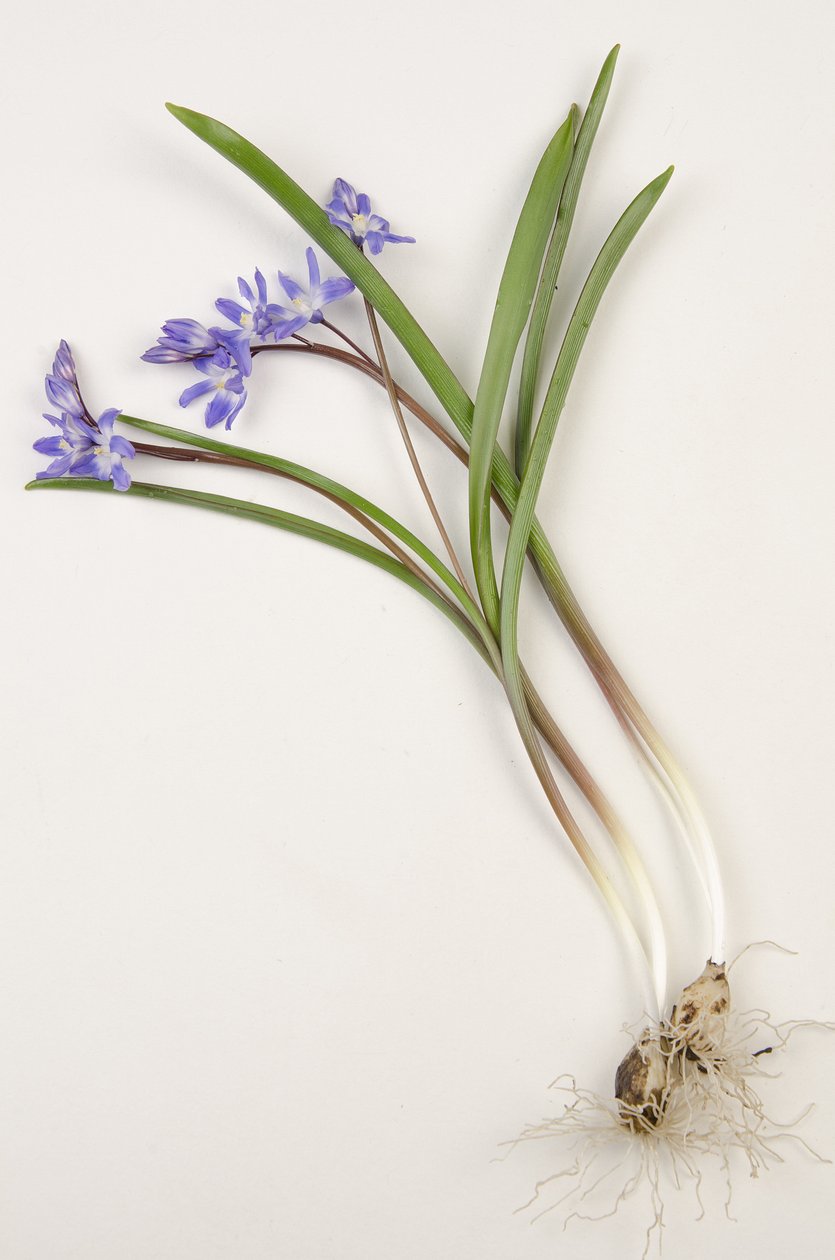 Kasvitieteellinen lauta/Chionodoxa forbesii/Chionodoxa luciliae/Lumen kunnia tekijältä Augustus Kollner