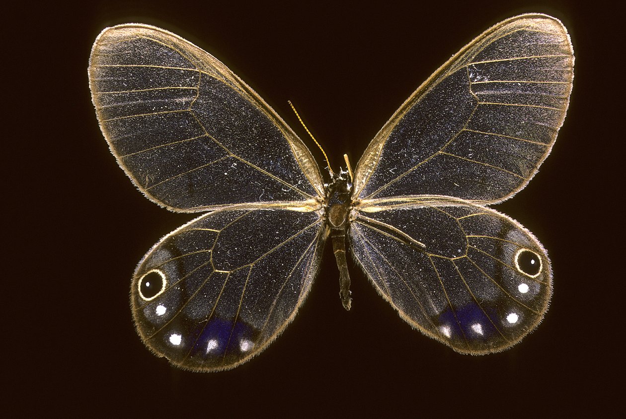 Cithaerias esmeralda/Esmeralda tekijältä Augustus Kollner