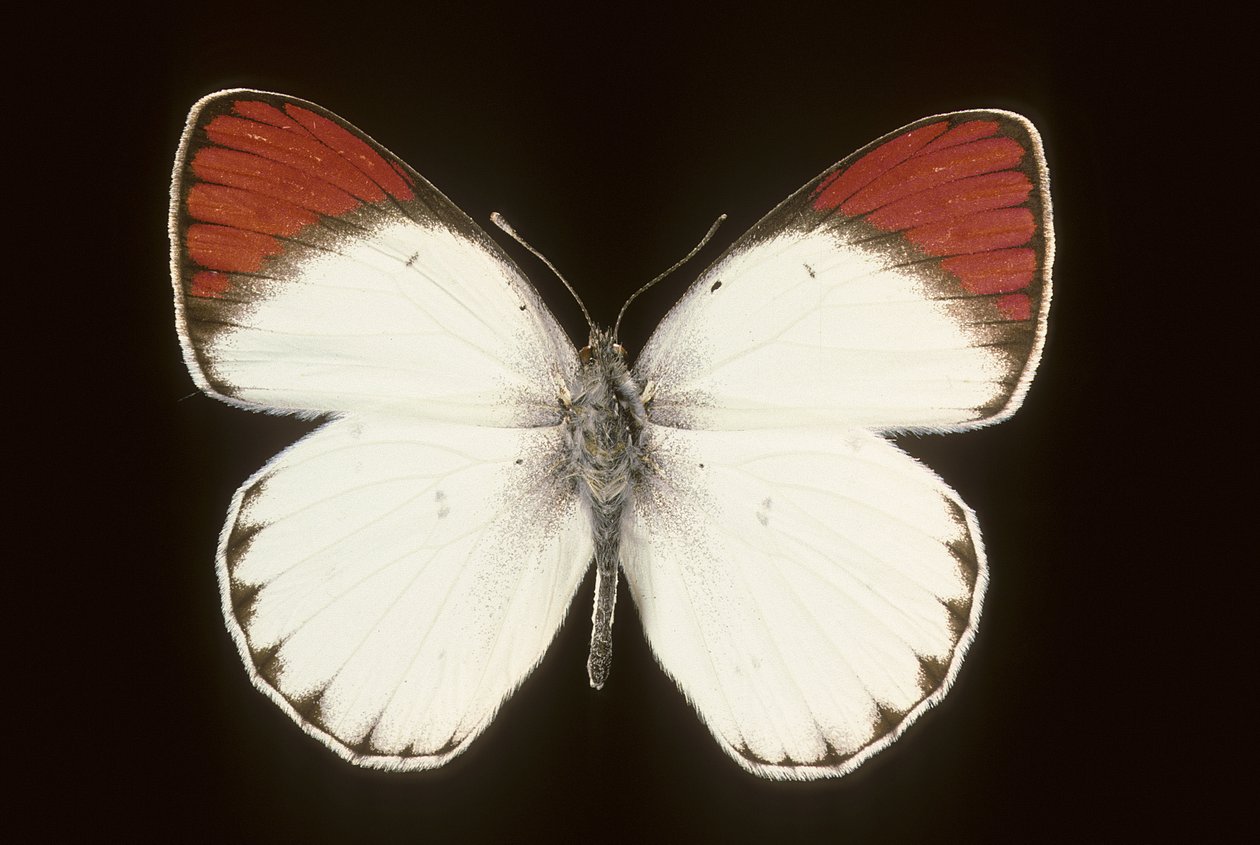 Colotis danae / Crimson tekijältä Augustus Kollner