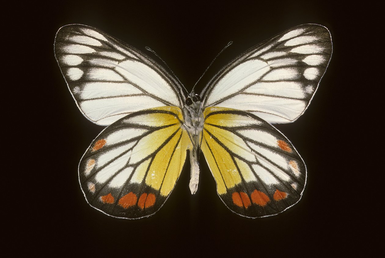 Delias hyparete/mies tekijältä Augustus Kollner