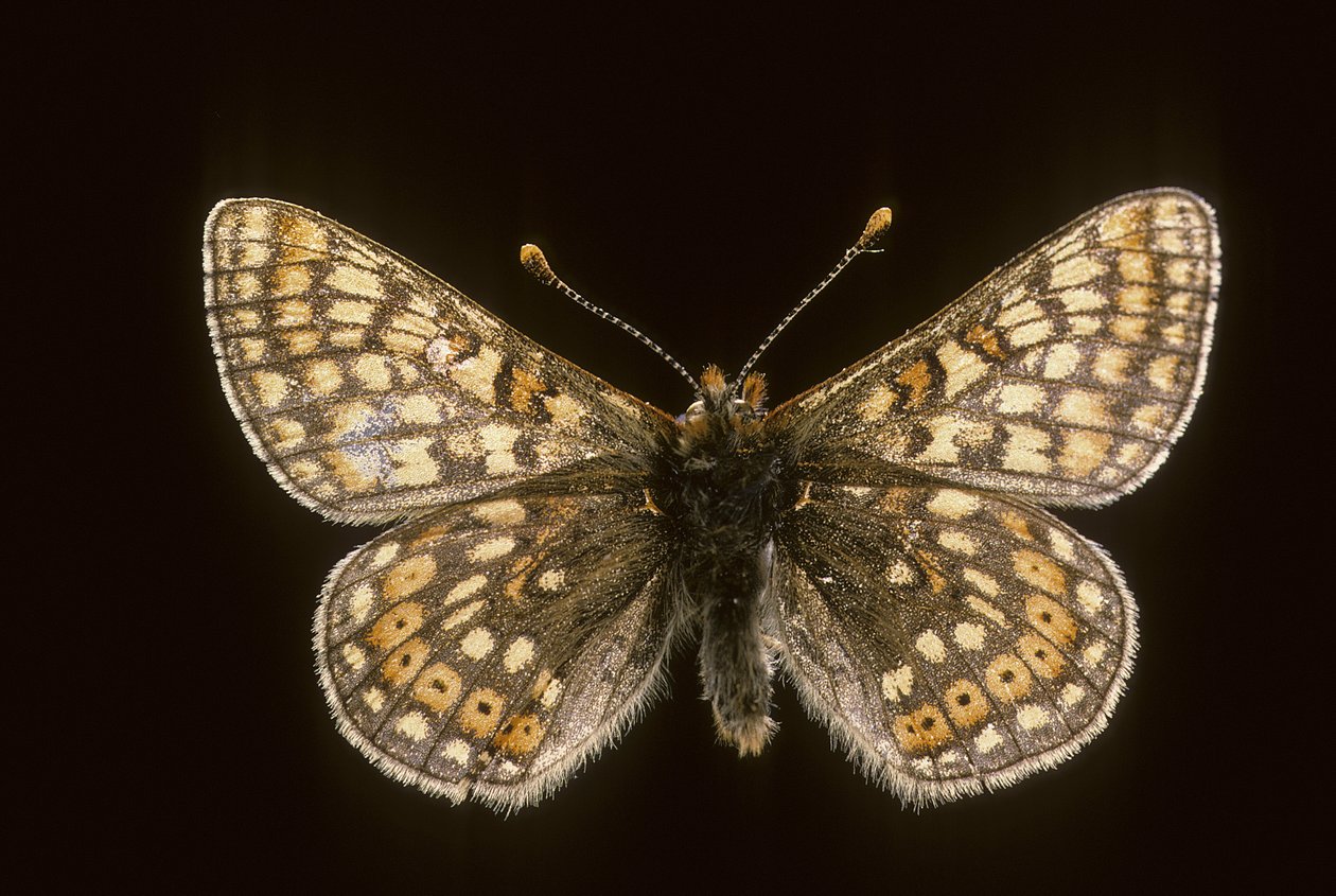 Euradryas aurinia tekijältä Augustus Kollner