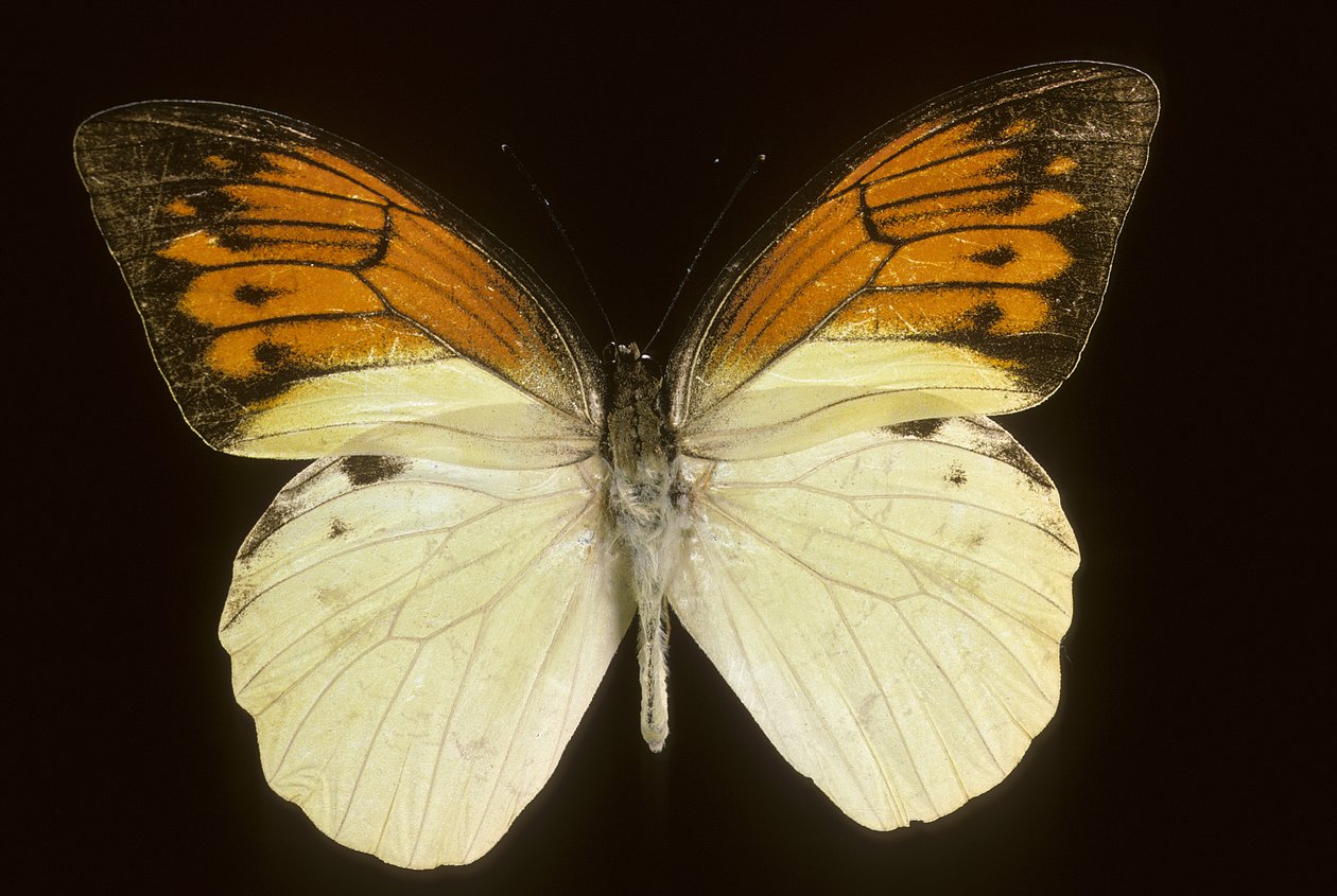 Hebomoia leukippe sulfurea tekijältä Augustus Kollner