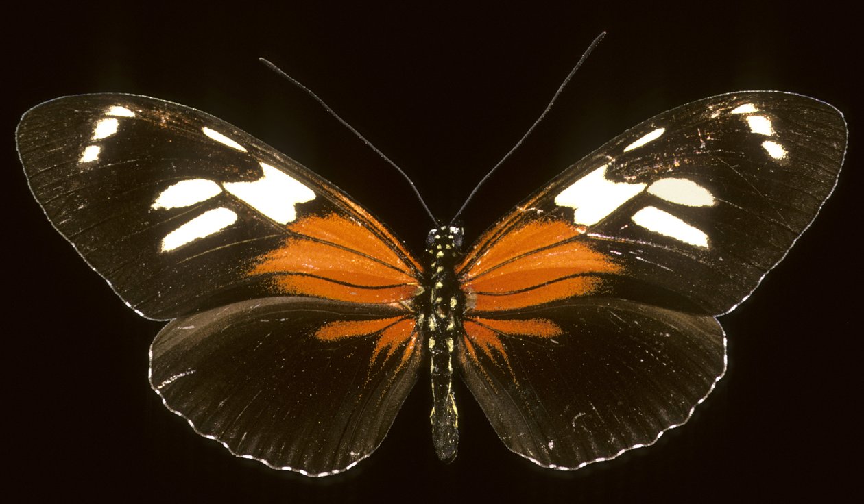Heliconius burneyi catherina/Heliconie tekijältä Augustus Kollner
