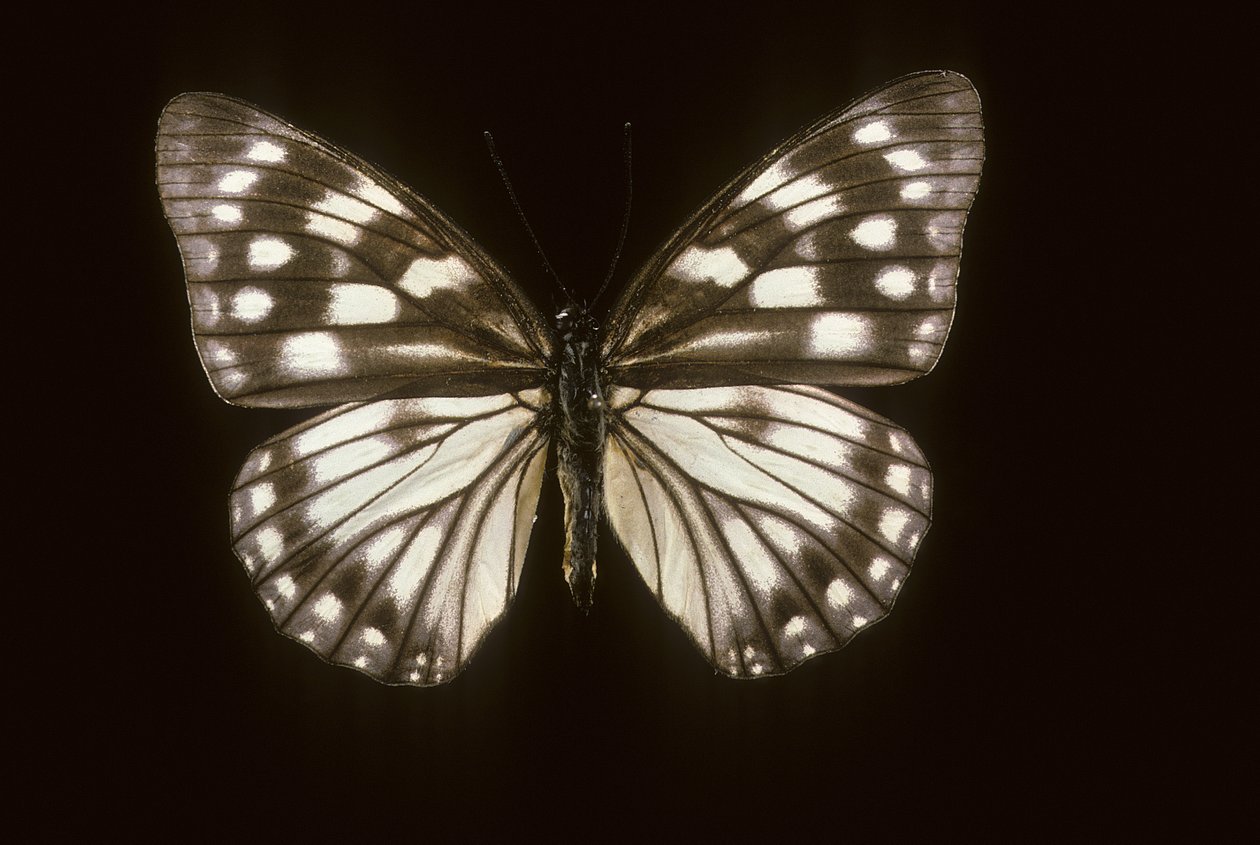 Hestina japonica tekijältä Augustus Kollner