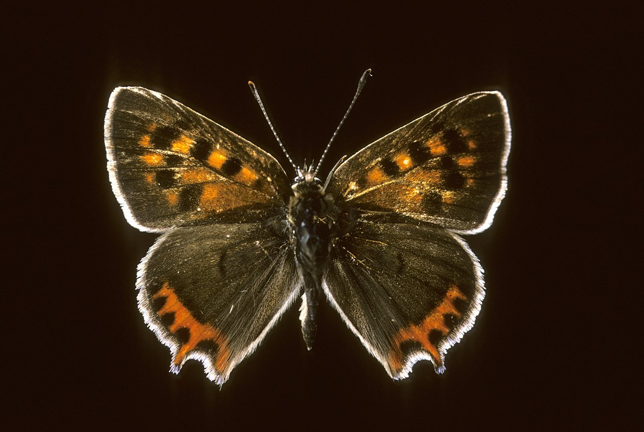 Lycaena phlaeas / tavallinen kupari tekijältä Augustus Kollner