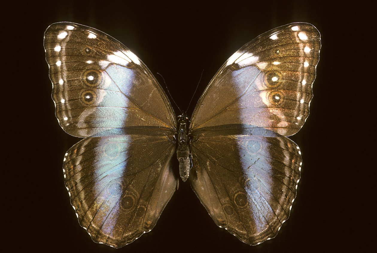 Morpho Achilles/naaras tekijältä Augustus Kollner