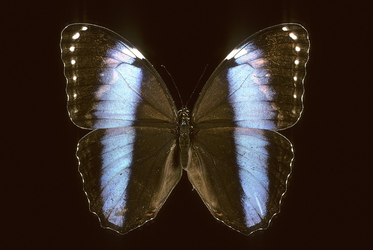 Morpho Achilles/uros tekijältä Augustus Kollner