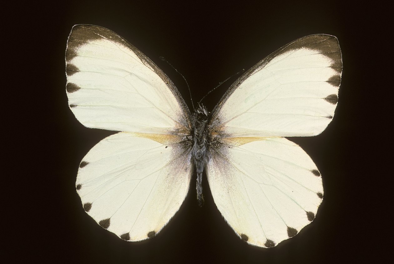 Mylothris menin tekijältä Augustus Kollner