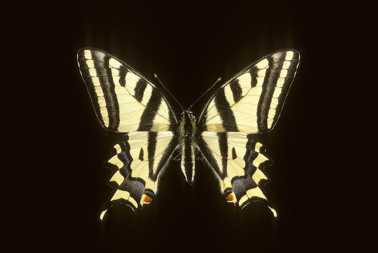 Papilio alexanor/Alexanor tekijältä Augustus Kollner
