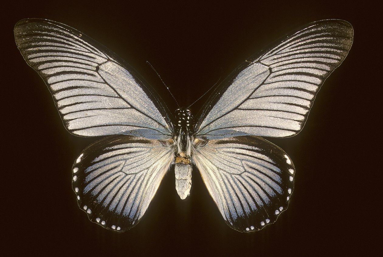 Papilio zalmoxis/Sailboat blue tekijältä Augustus Kollner
