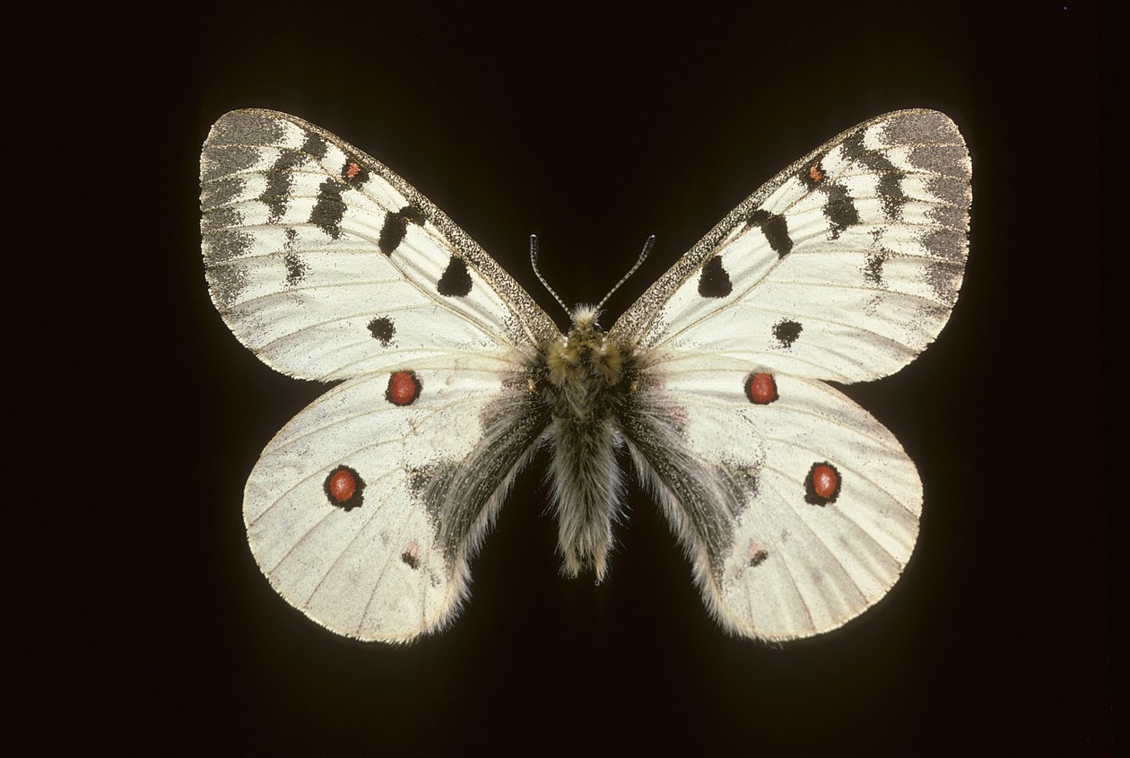 Parnassius phoebus / Pieni Apollo tekijältä Augustus Kollner