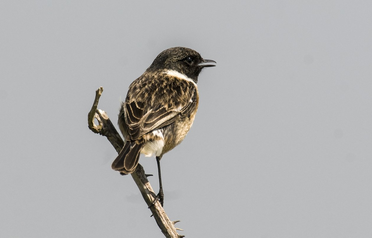 Saxicola torquata/Dawler/Common Stonechat tekijältä Augustus Kollner