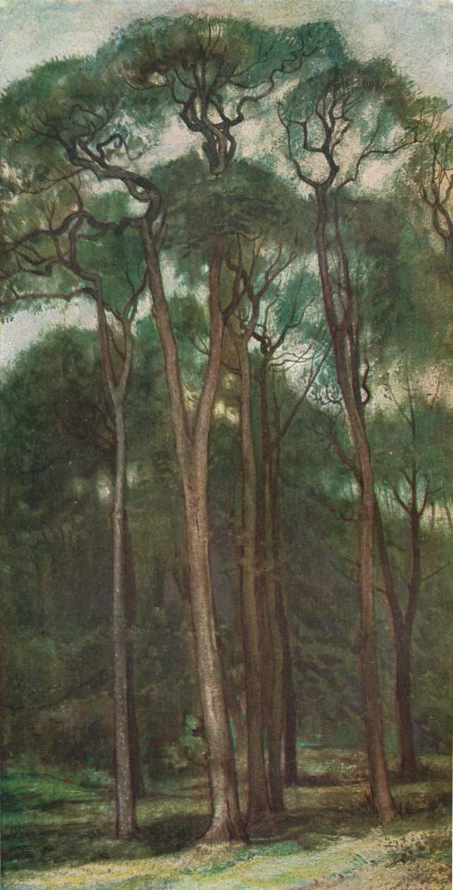Study of Trees, c1900 1903-1904 tekijältä Charles Holroyd