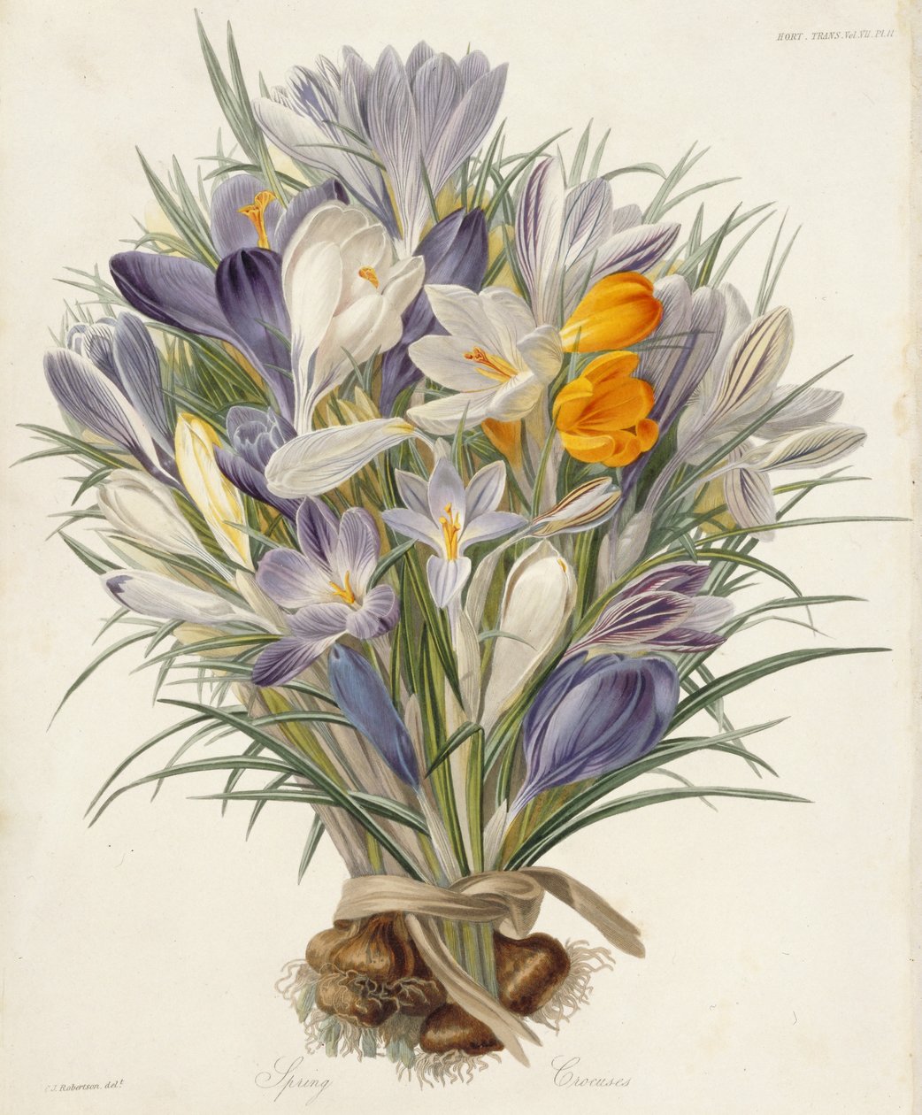 Spring Crocuses, lautanen Transactions of the Horticultural Societysta, Lontoo, osa VII, 1830 (käsinvärinen kaiverrus) tekijältä Charles John Robertson