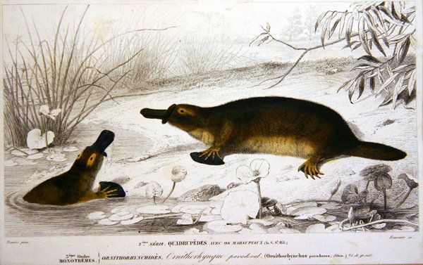 Platypi, kuvitus Charles d