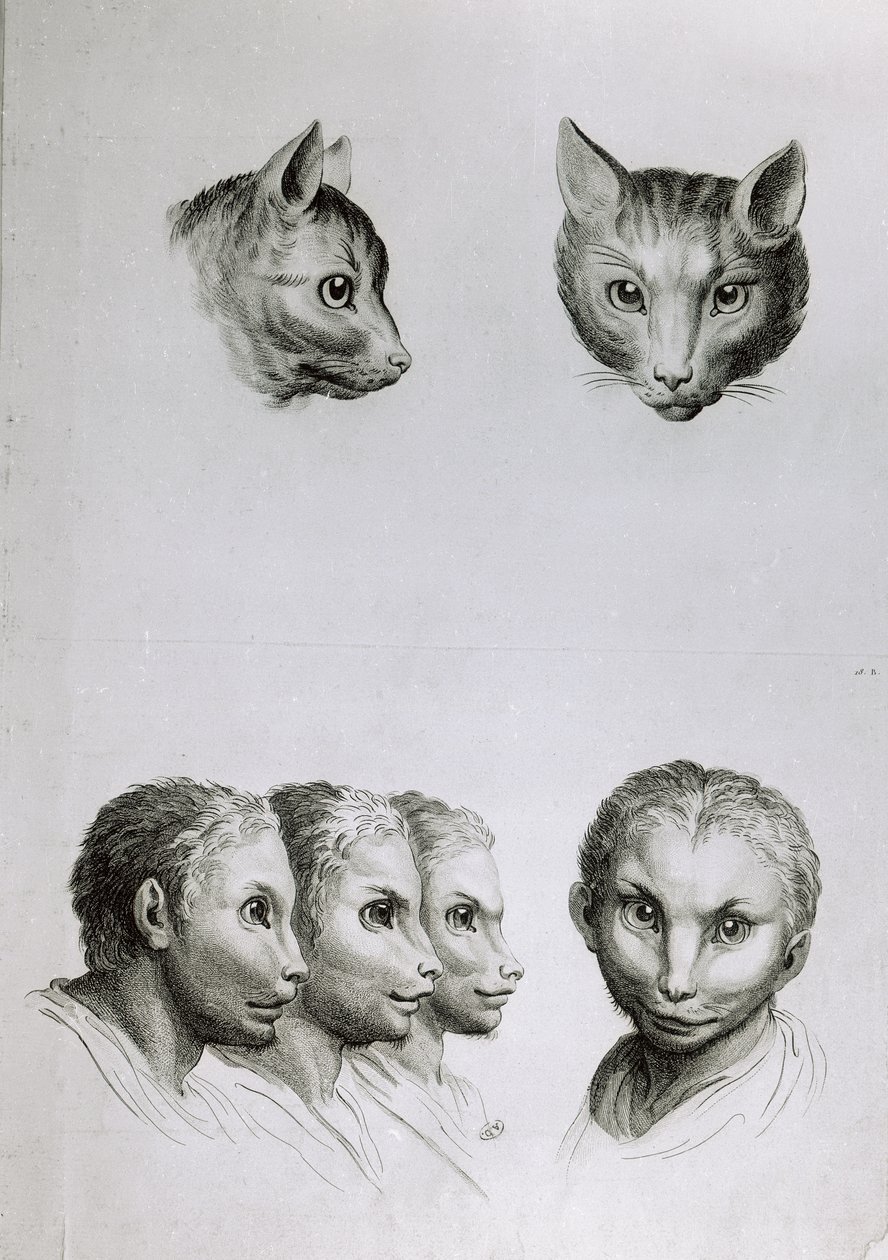 Kissan ja ihmisen pään yhtäläisyyksiä, Le Brunin teoksesta "Livre de portraiture pour ceux qui commencent a dessiner". tekijältä Charles Le Brun