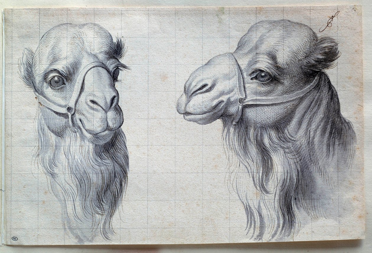 Tutkimuksia kahdesta kamelinpäästä Charles Lebrunin (Le Brun) piirustus (1619-1690) 1600-luku. Himmeä. 0,22x0,32 m. Pariisi, Louvre-museo tekijältä Charles Le Brun