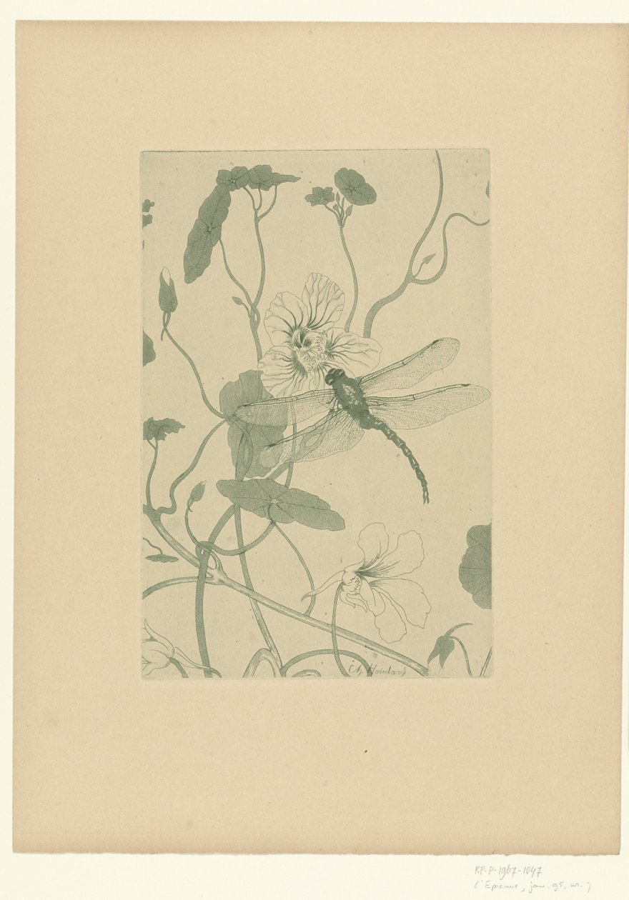 Sudenkorento nasturtium-kukassa Fleurs L