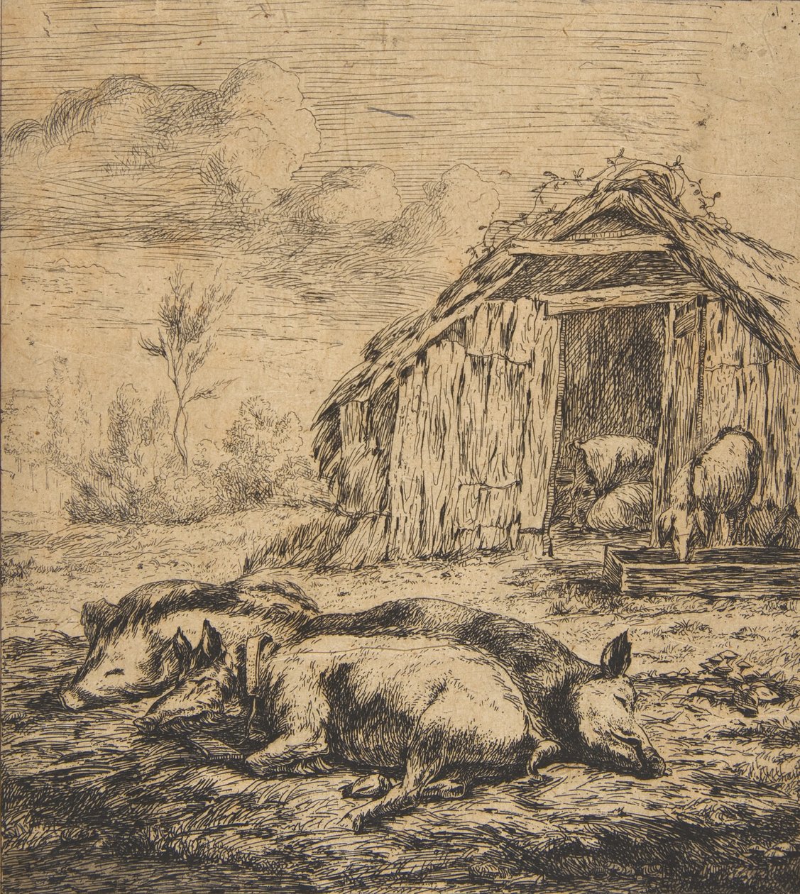 Kolme sikaa makaavat aidan edessä, 1850. tekijältä Charles Meryon