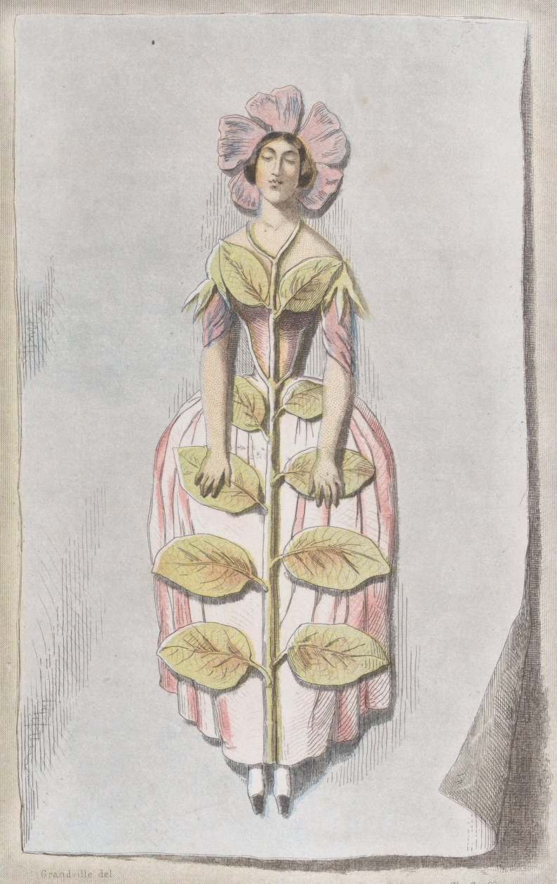 Kuivattu Periwinkle, Les Fleurs Animées, 1847, 1847. tekijältä Charles Michel Geoffroy