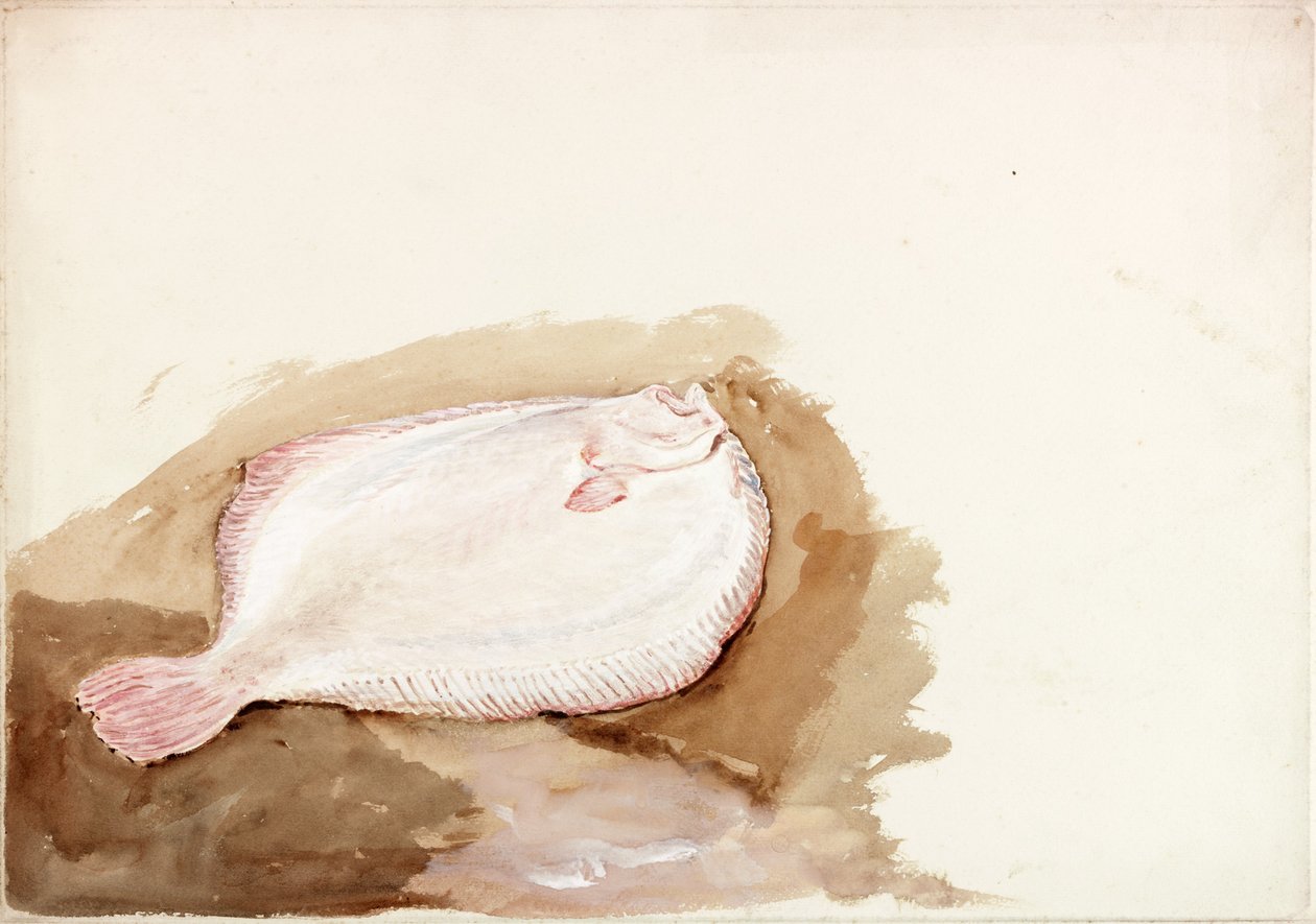Tutkimus litteästä kalasta (vartalon väri) tekijältä Charles Napier Hemy