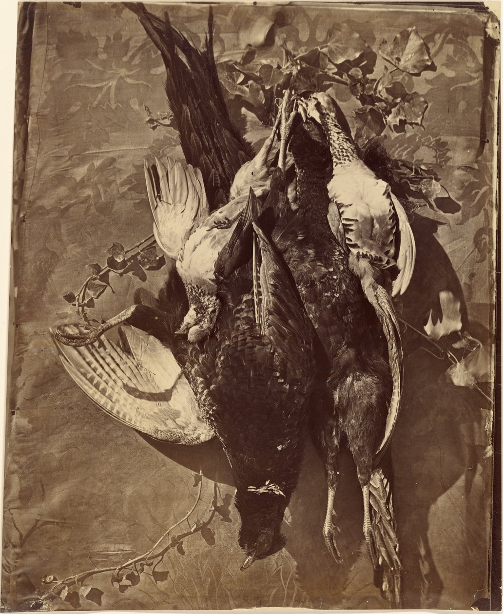 [Still Life of Game Bird with Feathers] tekijältä Charles Nègre