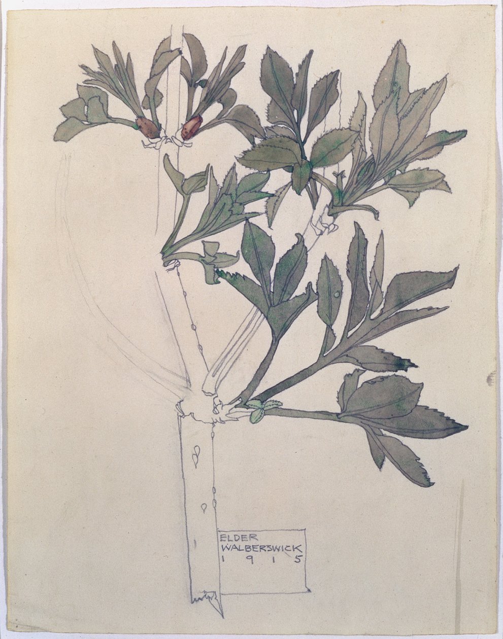 Elder, Walberswick, 1915 (wc ja kynä paperille) tekijältä Charles Rennie Mackintosh