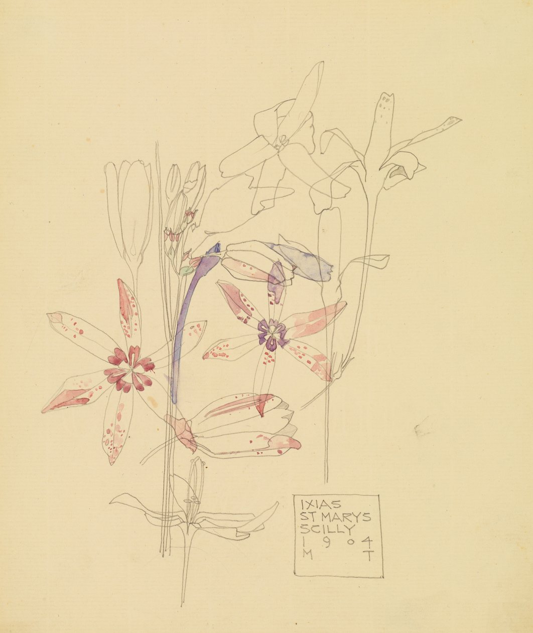 Ixias tekijältä Charles Rennie Mackintosh