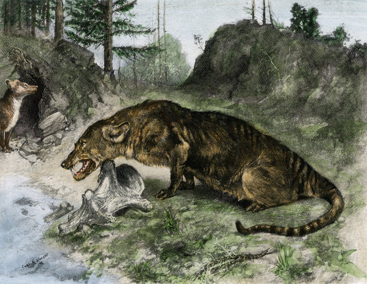 Esihistoria: mesonyx Uintah-järven rannalla Utahissa ja Wyomingissa (Yhdysvallat) (kaiverrus). tekijältä Charles Robert Knight
