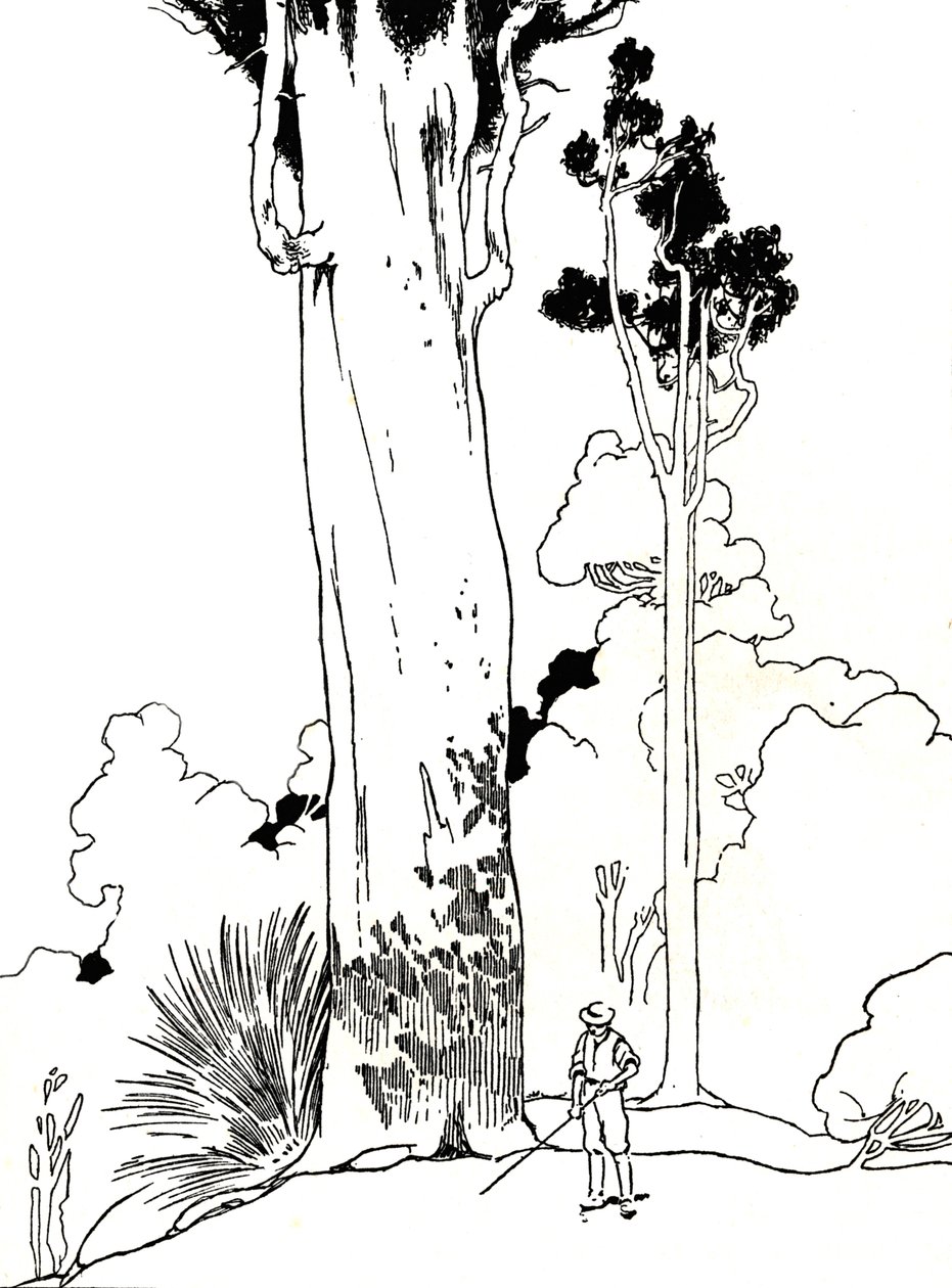 Kauri-puu, 1912 tekijältä Charles Robinson