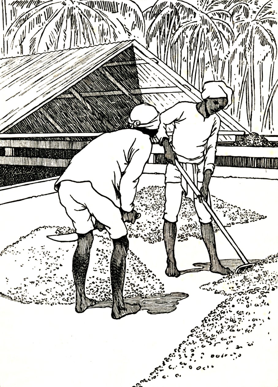 Kaakaon kuivaus, 1912 tekijältä Charles Robinson