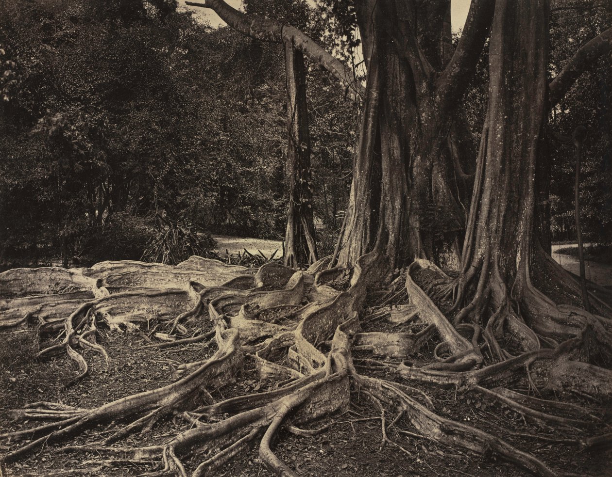 Kumipuu, Assam, Intia Ficus Elastica, noin 1880-luku. tekijältä Charles T. Scowen