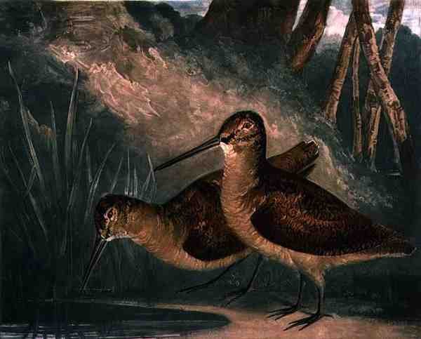 Woodcocks, British Feather Gamen levy 4, taiteilijan kaivertama, pubi. kirjoittanut R. Ackermann, n. 1810 (mezzotint-kaiverrus) tekijältä Charles Turner