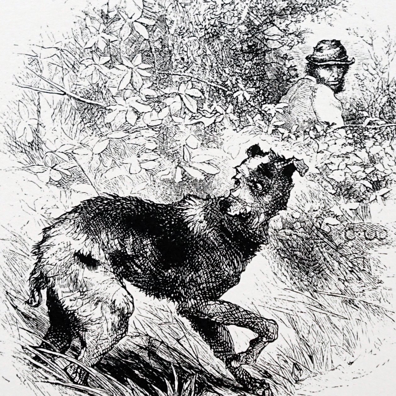 Salametsästäjä lurcherineen tekijältä Charles Whymper