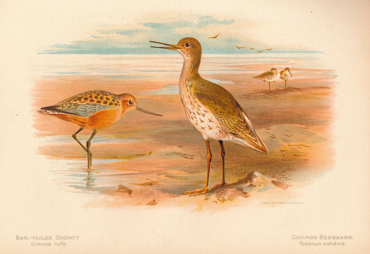 Bar-tailed Godwit Limosa rufa, Common Redshank Totanus, 1900, 1900 tekijältä Charles Whymper