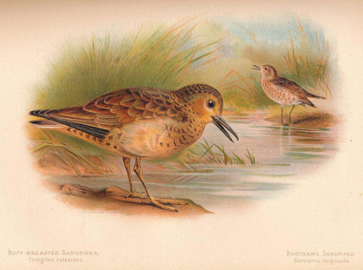 Buff-Breasted Sandpiper Tringites rufescns, Bartrams Sandpiper Bartramia longicauda, 1900, 1 tekijältä Charles Whymper