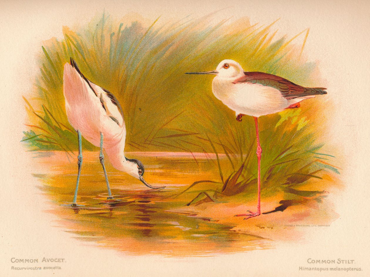 Common Avocet Recurvirostra avocetta, Common Stilt Himantopus melanopterus, 1900, 1900 tekijältä Charles Whymper