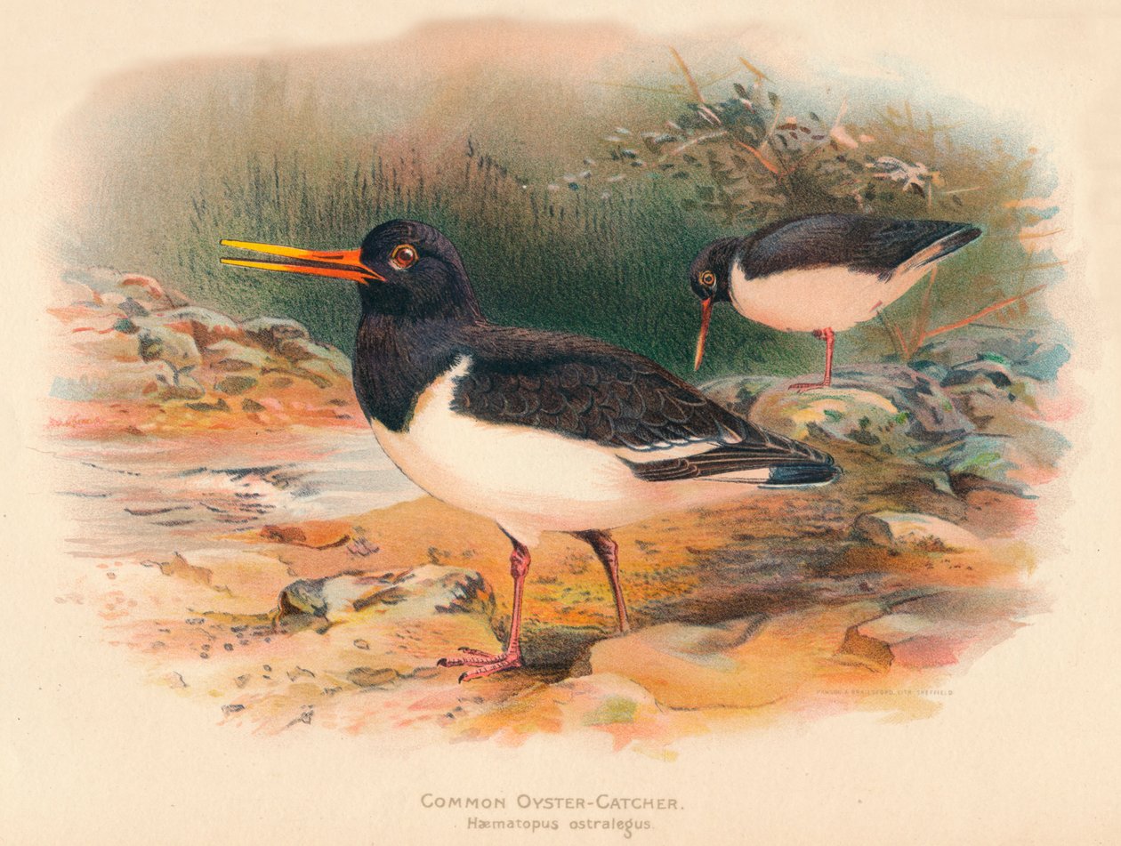 Osterisieppaaja Haematopus ostralegus, 1900, 1900 tekijältä Charles Whymper