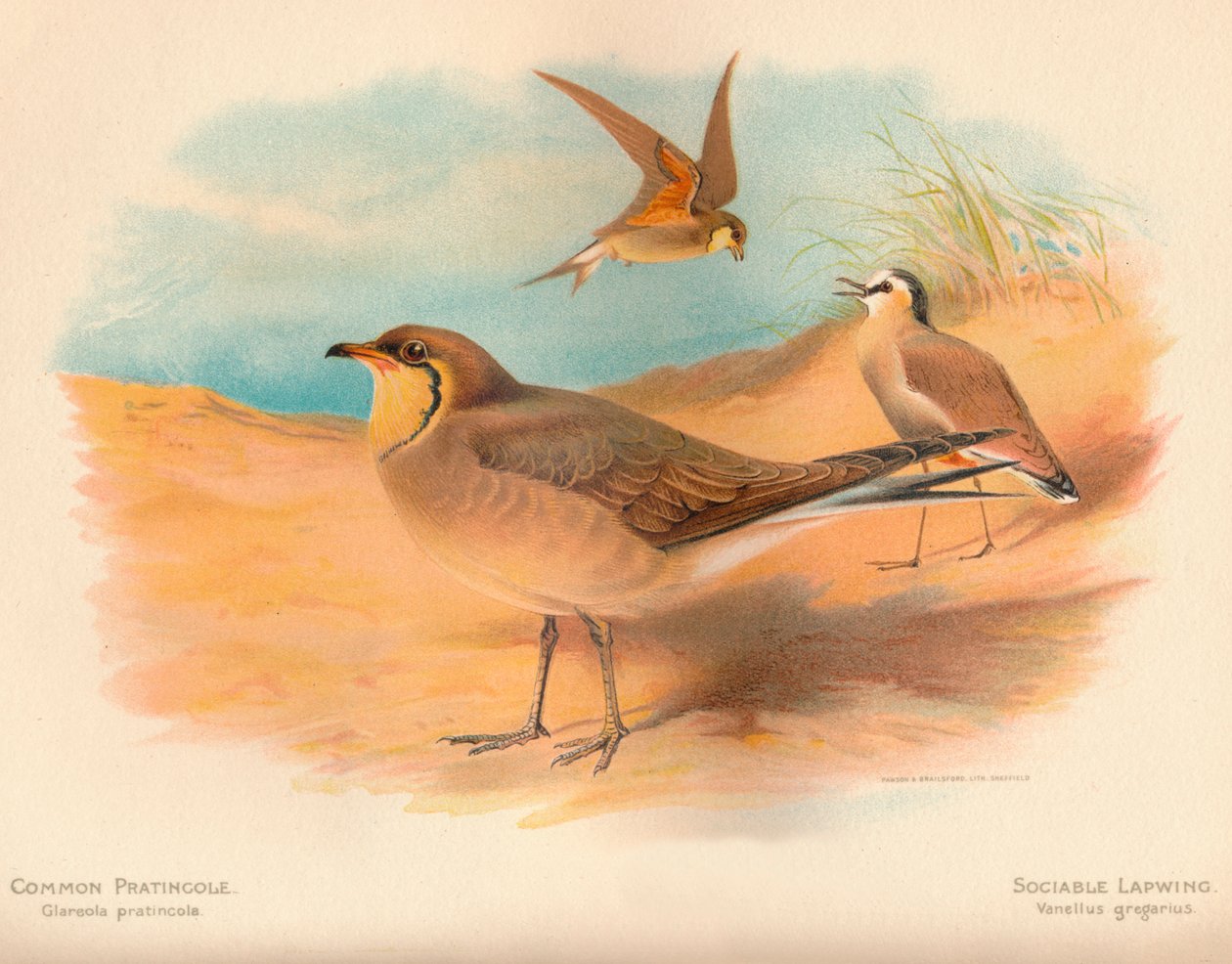 Harvinainen pratincole Glareola pratincola, seurallinen kihre Vanellus gregarius, 1900, 1900 tekijältä Charles Whymper