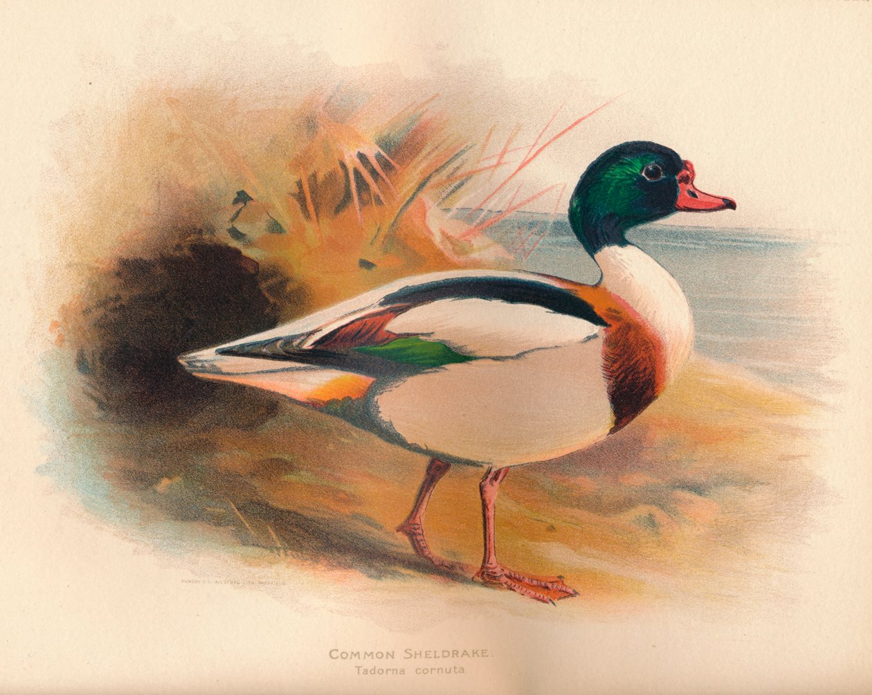 Common Sheldrake Tadorna cornuta, 1900, 1900 tekijältä Charles Whymper