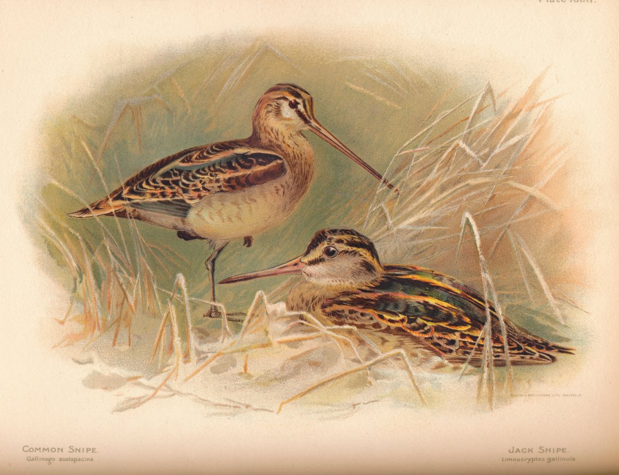 Common Snipe Gallinago scolopacina, Jack Snipe Limnocryptes gallinula, 1900, 1900 tekijältä Charles Whymper