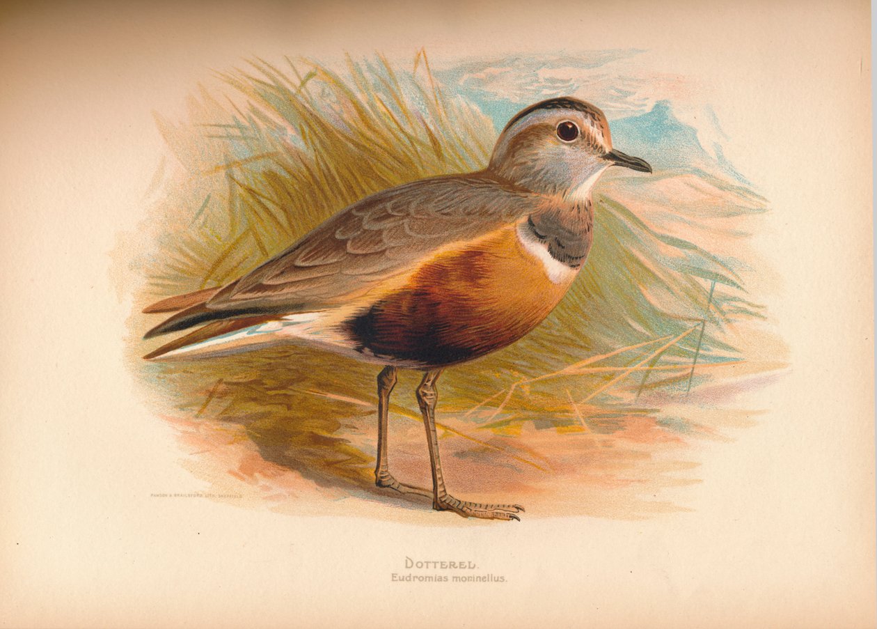 Dotterel Eabhasias morinellus, 1900, 1900 tekijältä Charles Whymper